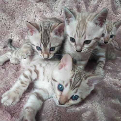 magnifiques chatons bengal
