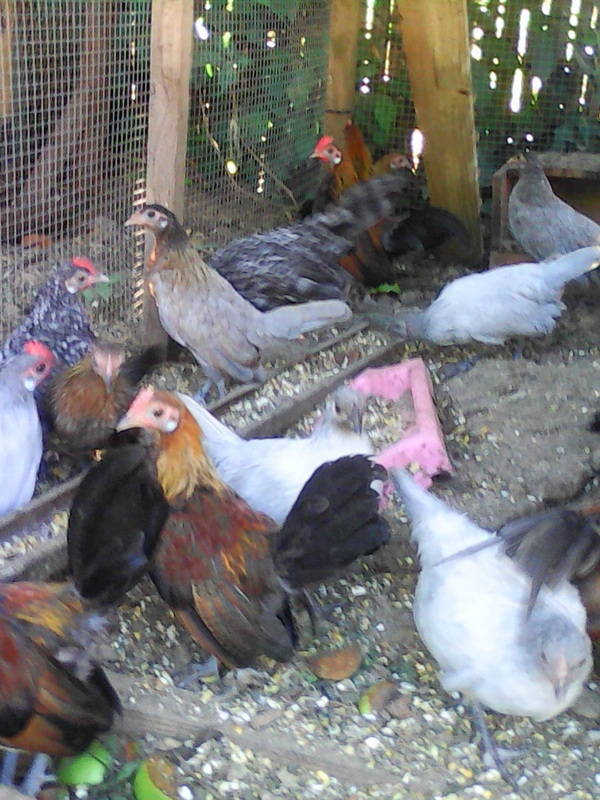 poules et coqs nains hollandskriel #0