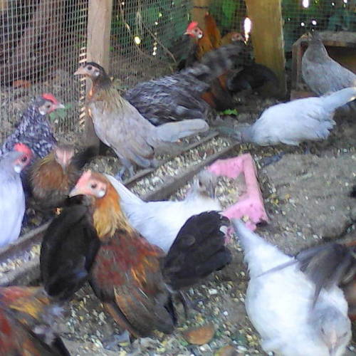 poules et coqs nains hollandskriel #0