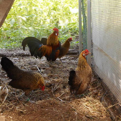 poules et coqs nains hollandskriel #3