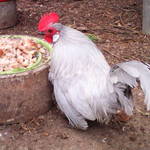 poules et coqs nains hollandskriel #2