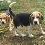 beagle lof recherchent famille