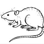 recherche rat domestiques