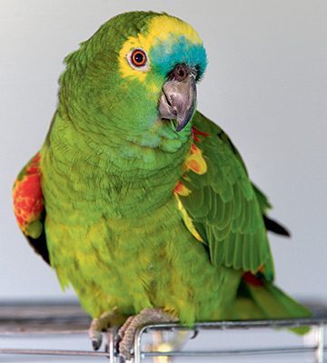 perroquet amazone