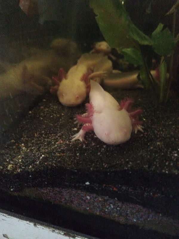 axolotls à vendre #1
