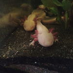 axolotls à vendre #1