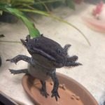 axolotls à vendre #6