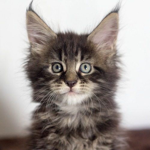 male maine coon loof
