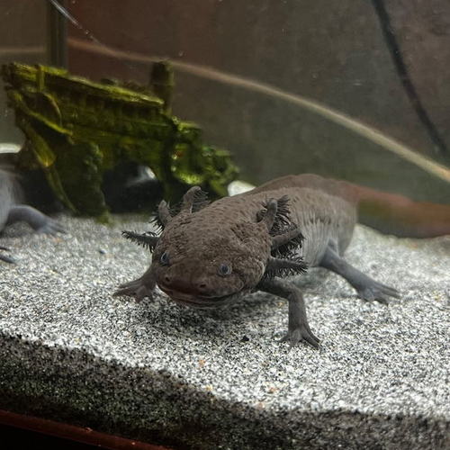 couple axolotl avec aquarium #0