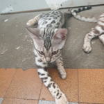 chatons bengals mâles et femelles loof
