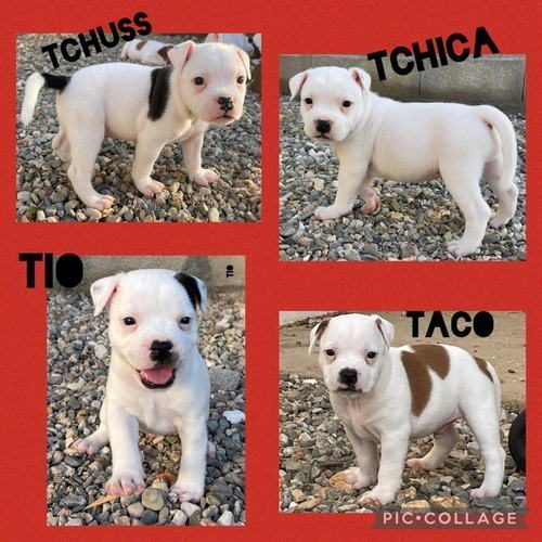 6 chiots staffordshire bull terrier #0