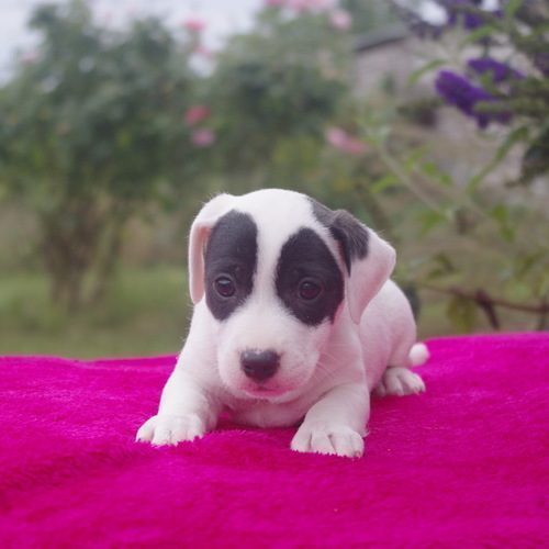 chiot jack russel #3