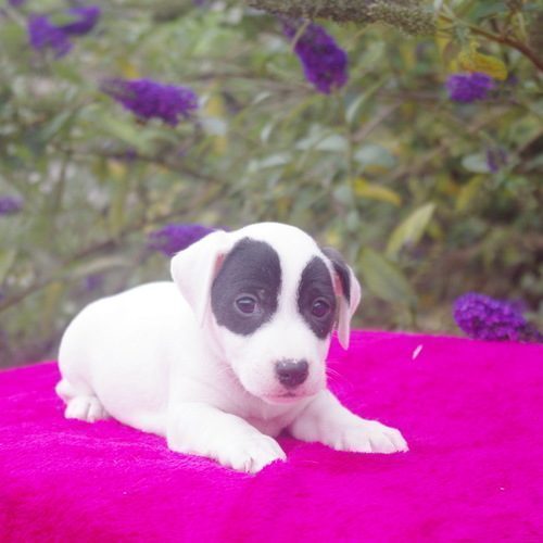 chiot jack russel #4
