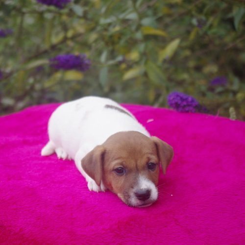 chiot jack russel #5