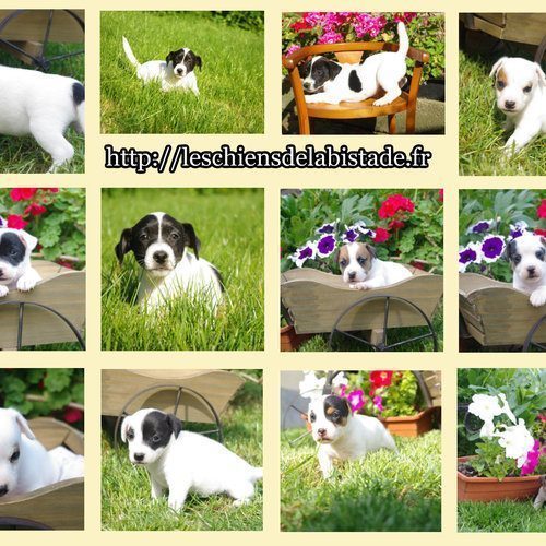 chiot jack russel #7