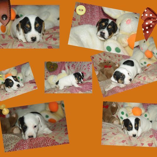 chiot jack russel #8