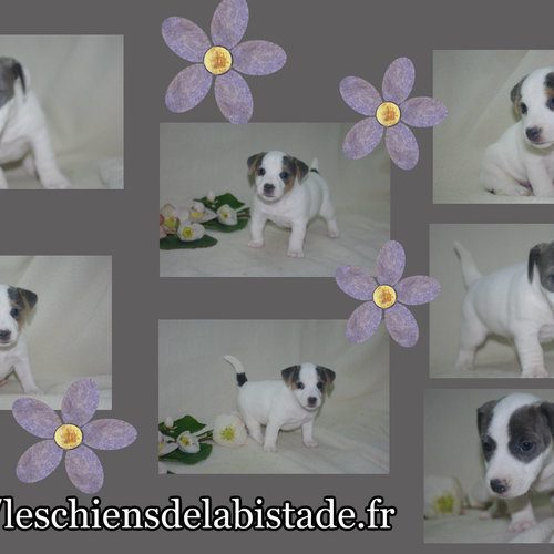 chiot jack russel #10