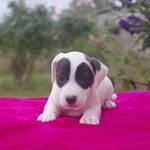 chiot jack russel #3