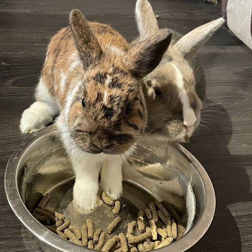 vente de deux lapins : cause : allergie #5