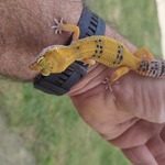 gecko léopard #5