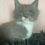 chatons maine coon loof #2