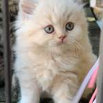 adorables chatons british longhair loof