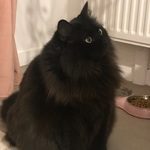 chat angora noir