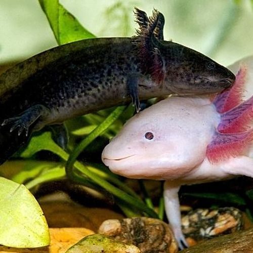 axolotls amphibien
