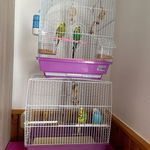 4 perruches et 2 cages