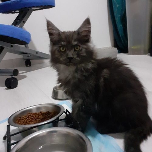 vends chatons maine coon loof