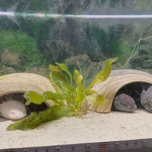 axolotl / aquarium