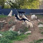 husky sibérien à vendre