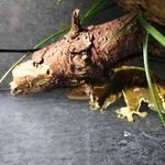 gecko à crête mâle *urgent*