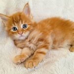 chaton mâle maine coon loof red blotched tabby