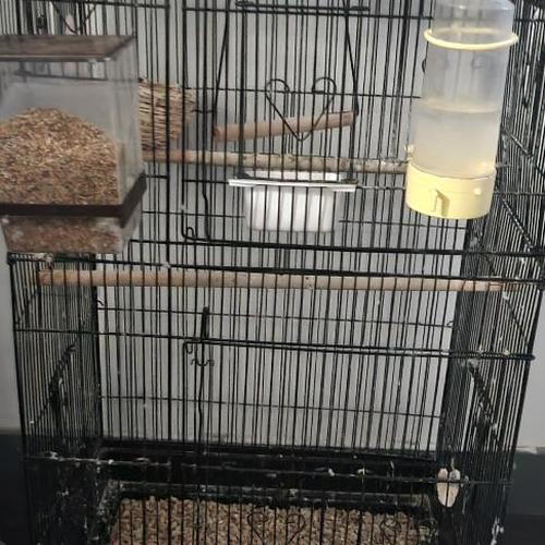 oiseaux mandarine mâle et 2 femelle avec cage