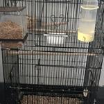oiseaux mandarine mâle et 2 femelle avec cage