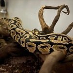 python regius pastel mâle