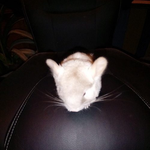 Bébé Chinchilla Mâle Beige 02700