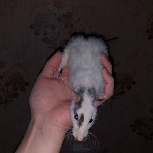 jeunes rats - rattes femelles à adopter