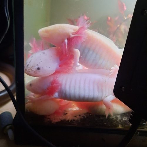 Axolotl de 10 à 20 cm à vendre