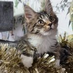 chaton maine coon disponible