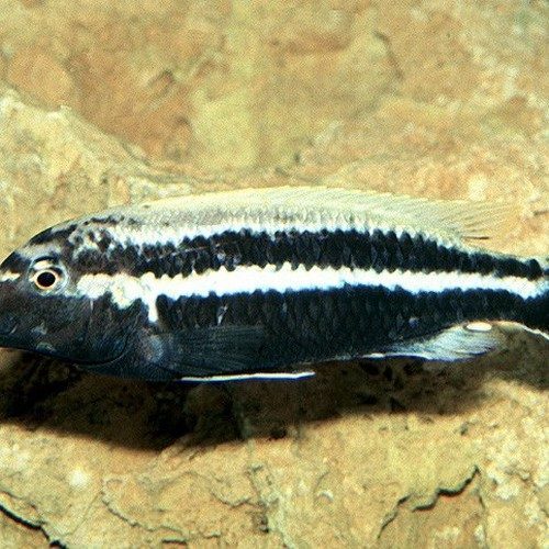 vend deux male melanochromis auratus bleu