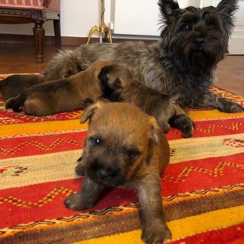 chiots lof males  cairn terrier