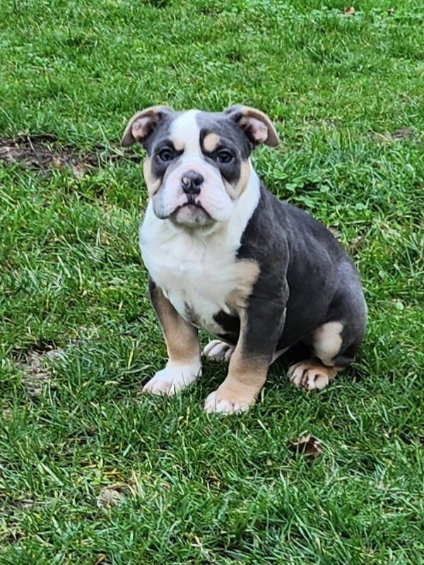 Old English Bulldogge English Bulldogs For Free Bulldogge Puppies