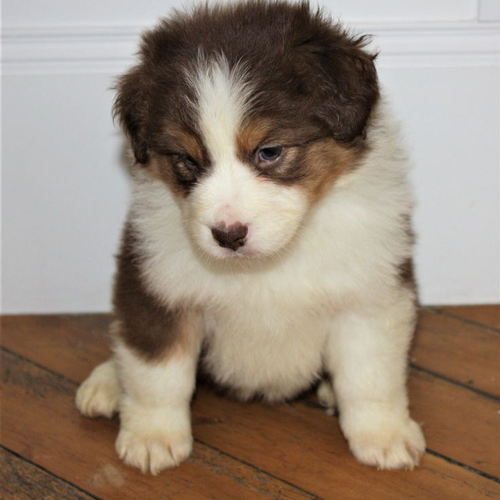 A Vendre Chiots Berger Australien 76320