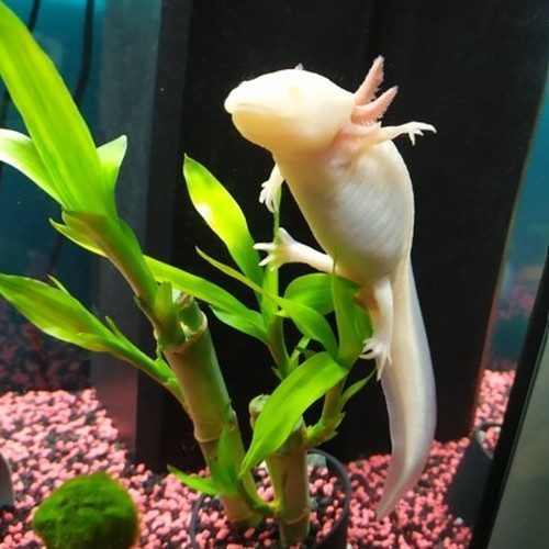 2 axolotls mâles avec leur aquarium #0
