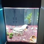 2 axolotls mâles avec leur aquarium #3