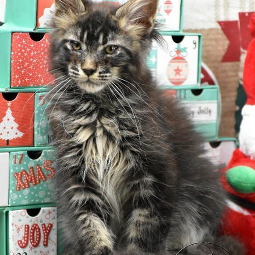 chaton maine coon polydactyle canadien loof