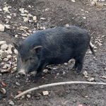 femelle cochon nain noire #2