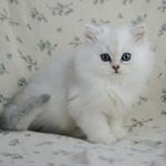 chatons british longhair silver shaded et point #2